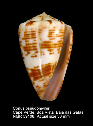 Conus pseudonivifer.jpg - Conus pseudoniviferMonteiro, Tenorio & Poppe,2004